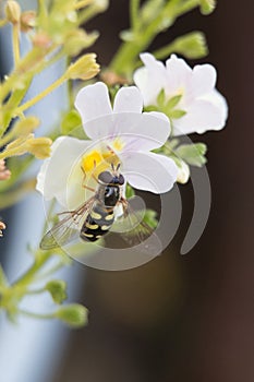 Hoverfly or Flower Fly, Eupeodes luniger, yellow and black female pollinating Nemesia flowers, close-up view from above