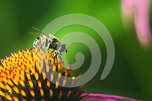 Hoverfly, flower fly, syrphid fly. Eupeodes luniger collects nectar from the pink flower. Mimicry of wasps and bees. Macro photo.