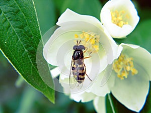 Hoverfly