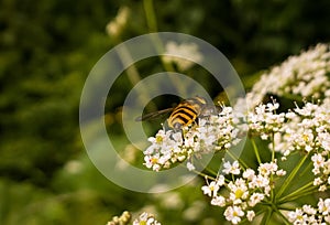 Hoverfly na květině. Slovensko