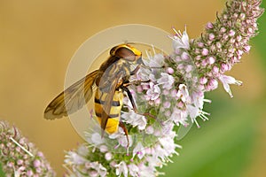 Hoverfly on a flower.