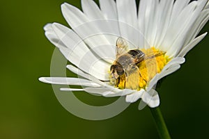 Hoverfly