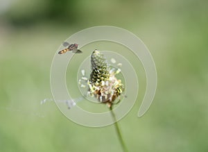 A hoverfly flying around ribwort plantain