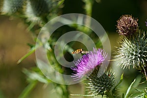 Hoverfly Flying Purple Thistle Flower Head.