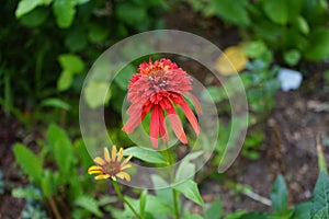 Hoverfly on fragrance Echinacea `Hot Papaya` flower. Hoverflies, also called flower flies or syrphid flies, make up the insect.