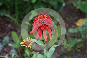 Hoverfly on fragrance Echinacea `Hot Papaya` flower. Hoverflies, also called flower flies or syrphid flies, make up the insect.