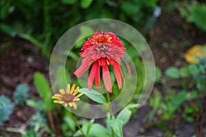 Hoverfly on fragrance Echinacea `Hot Papaya` flower. Hoverflies, also called flower flies or syrphid flies, make up the insect.