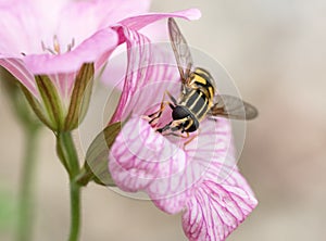 Hoverfly in geranium flower