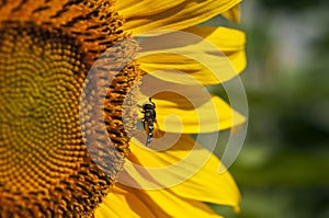 Hoverfly on giant sunflower in full bloom