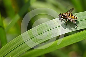 Hoverfly on grass hover fly mimicry photo