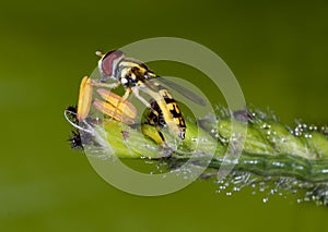 Hoverfly on grass pollen
