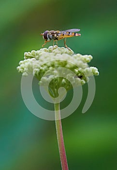 Hoverfly on a green flower