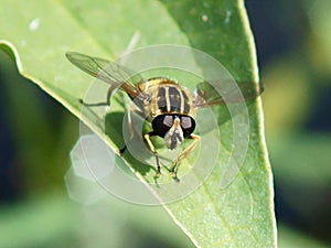 Hoverfly on a green leaf