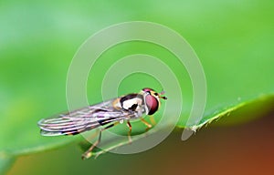 Hoverfly on a green leaf.