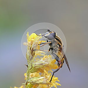 Hoverfly Helophilus hybridus