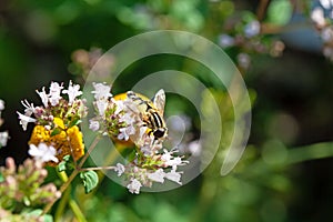 The hoverfly Helophilus trivittatus