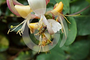 Hoverfly on a honeysuckle flower