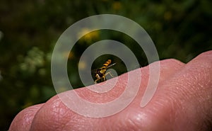 Hoverfly na lidskou ruku květina. Slovensko