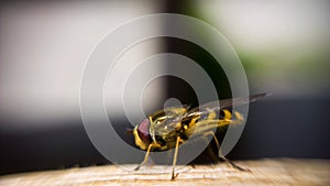 Hoverfly na ľudskej ruke počas leta. Slovensko