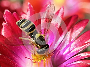 Hoverfly on Ice Plant Flower