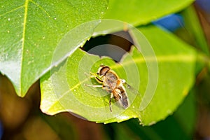 Hoverfly Insect in Close-Up on Leaf