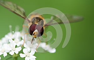 Hoverfly Insect sitting on a white flower closeup of Hoverfly. Blurred green Background. Macro of tiny Insect