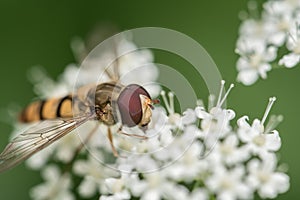 Hoverfly Insect sitting on a white flower closeup of Hoverfly. Blurred green Background. Macro of tiny Insect