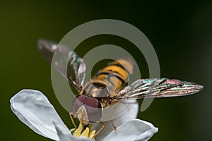 Hoverfly Insect sitting on a white flower closeup of Hoverfly. Blurred green Background. Macro of tiny Insect