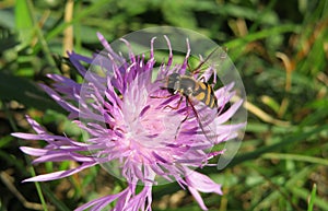 Hoverfly insect on violet flower in the garden