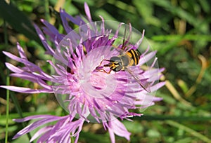 Hoverfly insect on violet flower in the garden