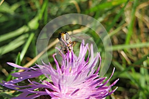 Hoverfly insect on violet flower in the garden