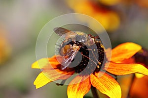 Hoverfly insects usually have shorter feelers than bees or wasps