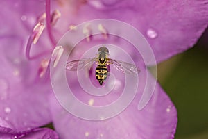 Hoverfly inside lavender rhododendron flower in South Windsor, C
