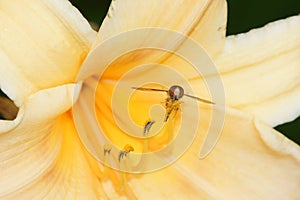 Hoverfly inside a yellow flower