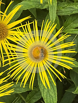 Hoverfly on Inula hookeri daisy