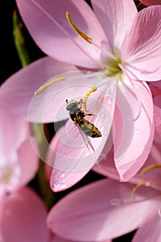 Hoverfly on kaffir lily