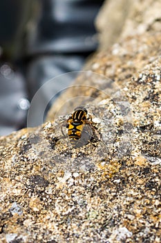 Hoverfly known as The Footballer