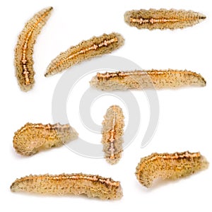 Hoverfly Larvae