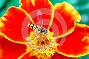 Hoverfly (lat. Syrphidae) on a flower of baratza photo