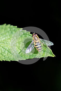 Hoverfly on leaf. One Episyrphus balteatus marmalade hoverfly in Lausanne, Switzerland.