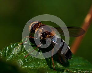 Hoverfly Leucozona glaucia