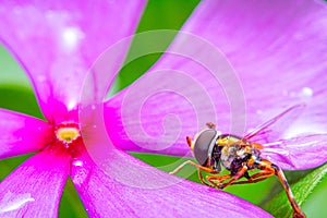 hoverfly-looking honey on pink violet flower blossom