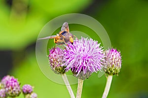 A hoverfly looking for nectar on a Plume Thistle