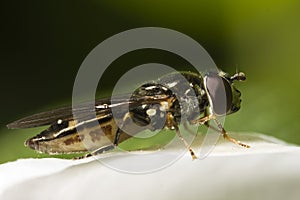 Hoverfly Macro Closeup