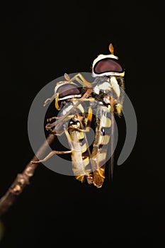 Hoverfly mating