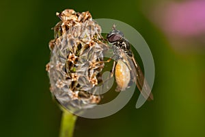 Hoverfly (Melanostoma sp.)