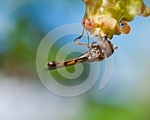 Hoverfly Meliscaeva cinctella