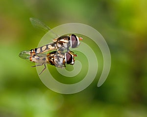 Hoverfly - Mile High Club