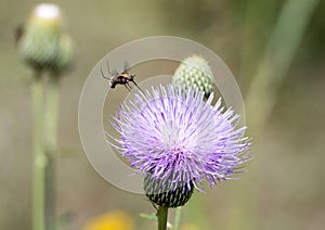 Hoverfly on a Milk Thistle