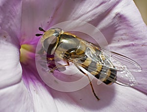 Hoverfly on morning glory